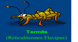 Robert Ritter Blog a termite image